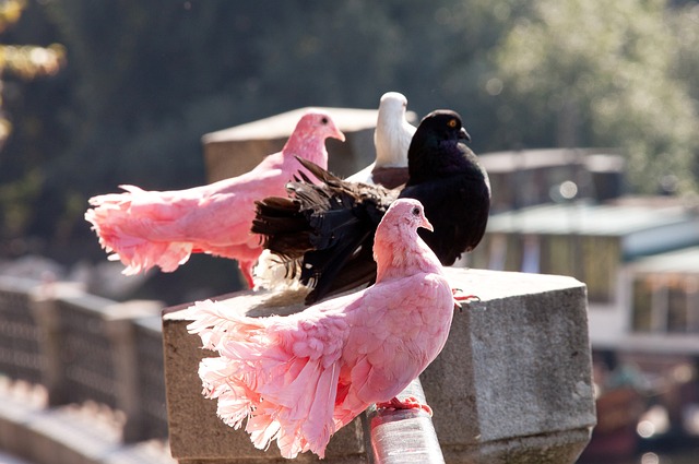 她流泪的背 她流泪的背
